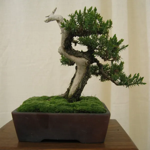 Bonsai Society of San Francisco at the 2006 Flower and Garden Show, Cow Palace