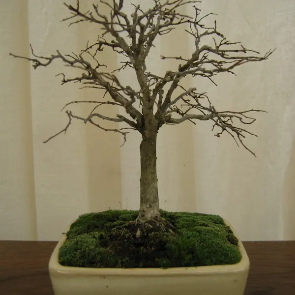 Bonsai Society of San Francisco at the 2006 Flower and Garden Show, Cow Palace