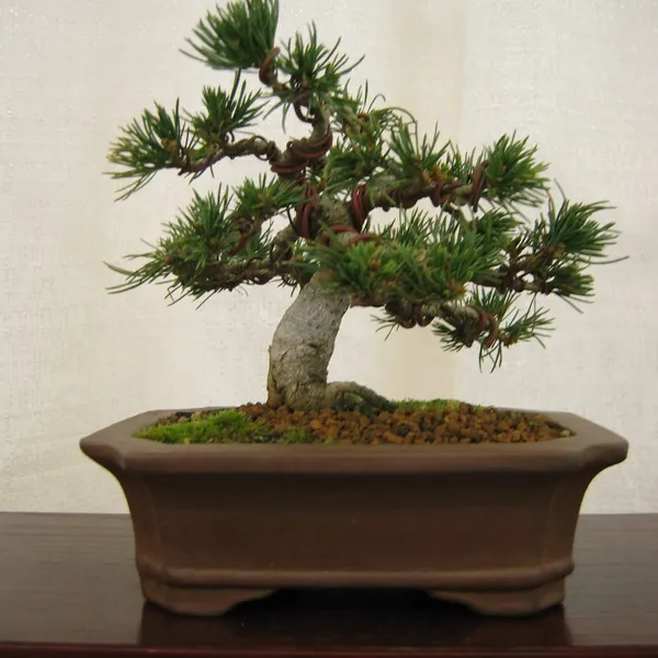 Bonsai Society of San Francisco at the 2006 Flower and Garden Show, Cow Palace