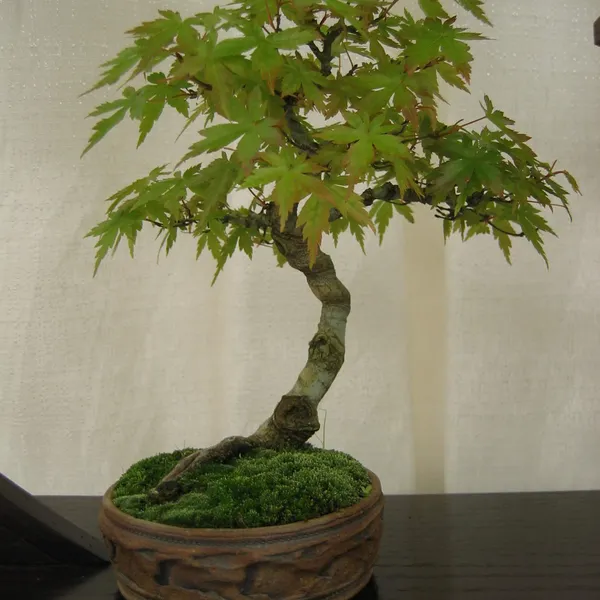Bonsai Society of San Francisco at the 2006 Flower and Garden Show, Cow Palace