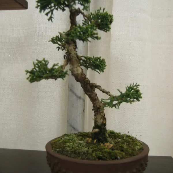 Bonsai Society of San Francisco at the 2006 Flower and Garden Show, Cow Palace