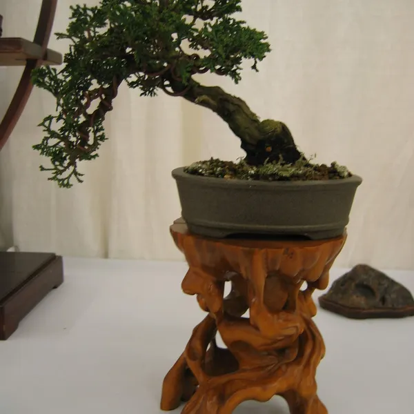 Bonsai Society of San Francisco at the 2006 Flower and Garden Show, Cow Palace
