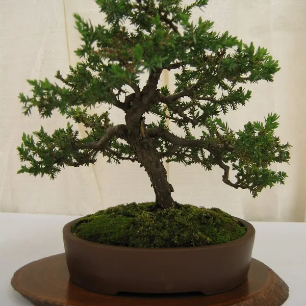 Bonsai Society of San Francisco at the 2006 Flower and Garden Show, Cow Palace