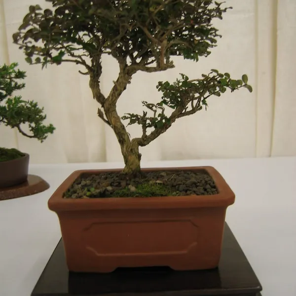 Bonsai Society of San Francisco at the 2006 Flower and Garden Show, Cow Palace
