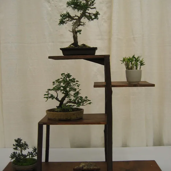 Bonsai Society of San Francisco at the 2006 Flower and Garden Show, Cow Palace