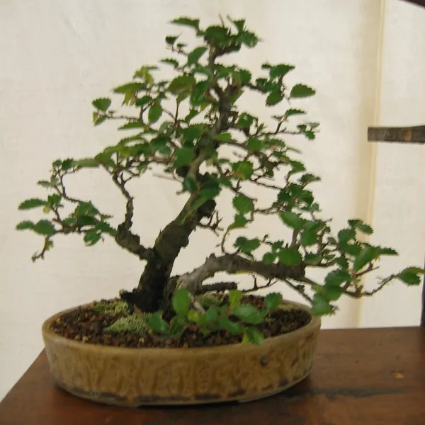 Bonsai Society of San Francisco at the 2006 Flower and Garden Show, Cow Palace