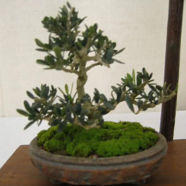 Bonsai Society of San Francisco at the 2006 Flower and Garden Show, Cow Palace