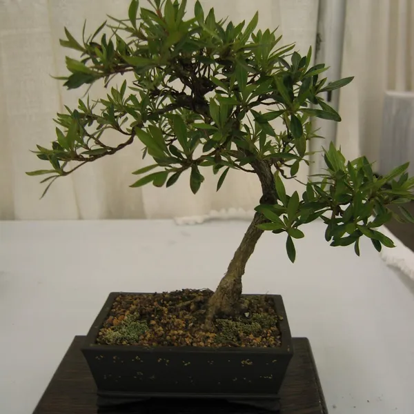 Bonsai Society of San Francisco at the 2006 Flower and Garden Show, Cow Palace