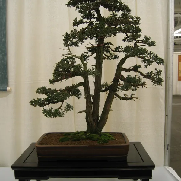 Bonsai Society of San Francisco at the 2006 Flower and Garden Show, Cow Palace
