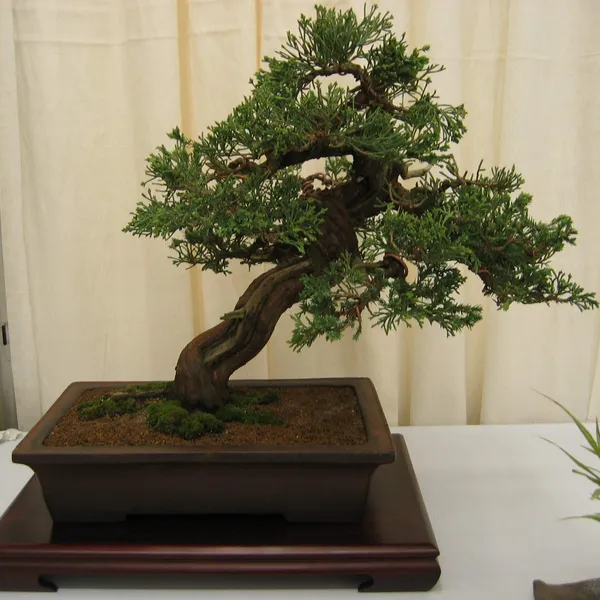 Bonsai Society of San Francisco at the 2006 Flower and Garden Show, Cow Palace