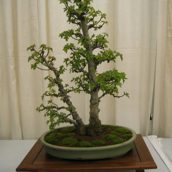Bonsai Society of San Francisco at the 2006 Flower and Garden Show, Cow Palace