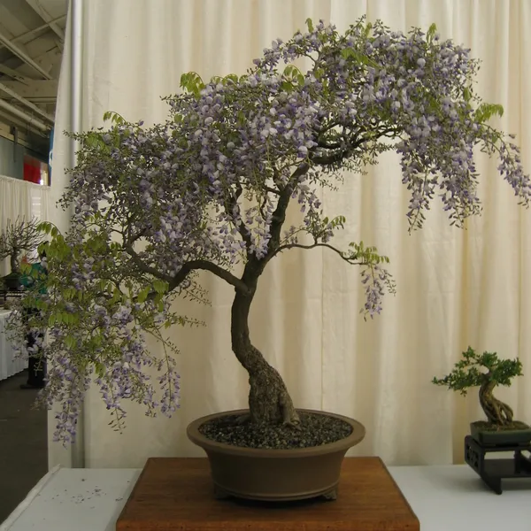 Bonsai Society of San Francisco at the 2006 Flower and Garden Show, Cow Palace