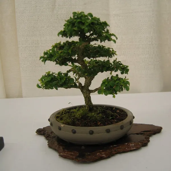 Bonsai Society of San Francisco at the 2006 Flower and Garden Show, Cow Palace