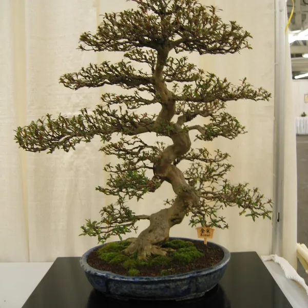 Bonsai Society of San Francisco at the 2006 Flower and Garden Show, Cow Palace