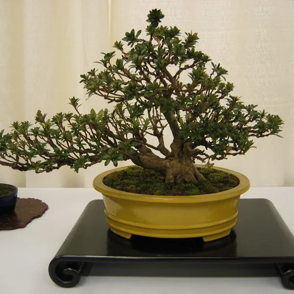 Bonsai Society of San Francisco at the 2006 Flower and Garden Show, Cow Palace