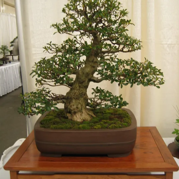 Bonsai Society of San Francisco at the 2006 Flower and Garden Show, Cow Palace