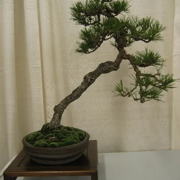 Bonsai Society of San Francisco at the 2006 Flower and Garden Show, Cow Palace