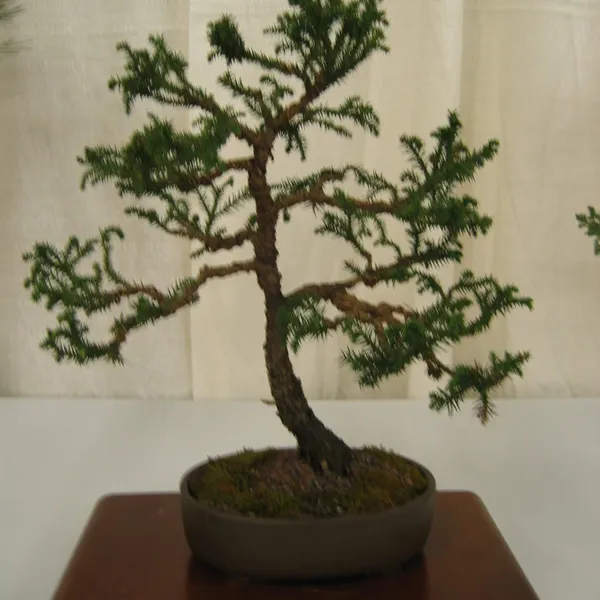 Bonsai Society of San Francisco at the 2006 Flower and Garden Show, Cow Palace