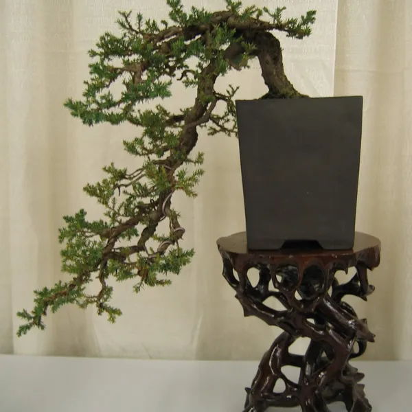 Bonsai Society of San Francisco at the 2006 Flower and Garden Show, Cow Palace