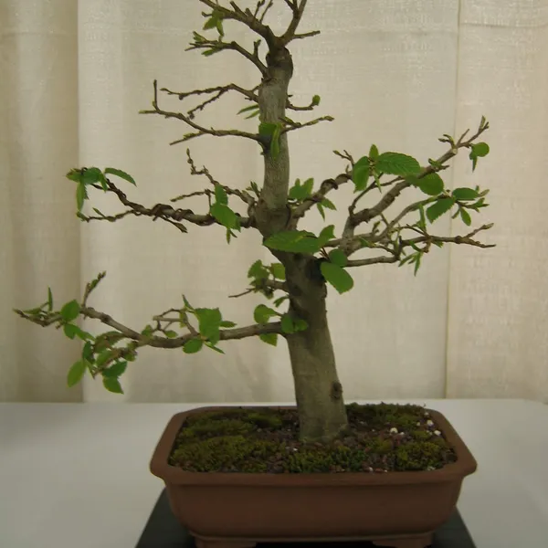 Bonsai Society of San Francisco at the 2006 Flower and Garden Show, Cow Palace