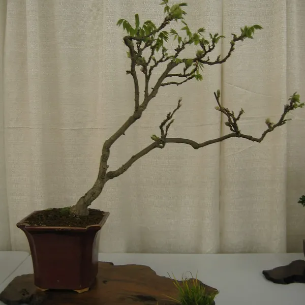Bonsai Society of San Francisco at the 2006 Flower and Garden Show, Cow Palace