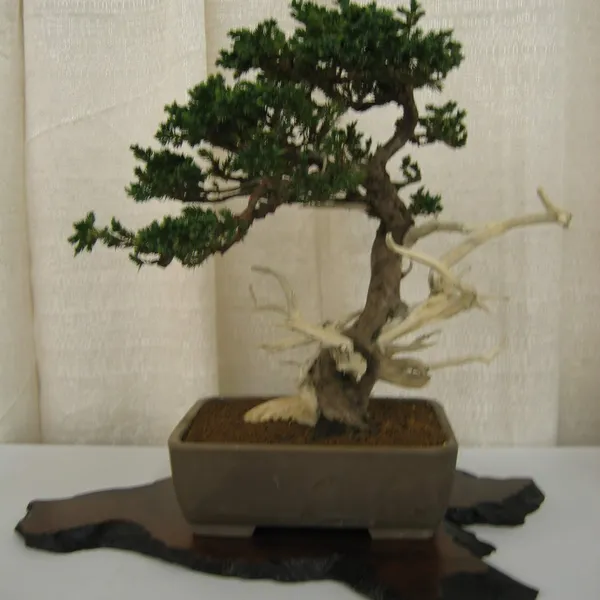 Bonsai Society of San Francisco at the 2006 Flower and Garden Show, Cow Palace