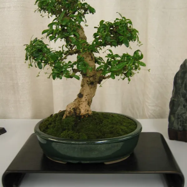 Bonsai Society of San Francisco at the 2006 Flower and Garden Show, Cow Palace