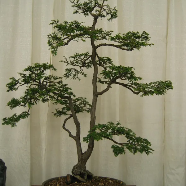 Bonsai Society of San Francisco at the 2006 Flower and Garden Show, Cow Palace