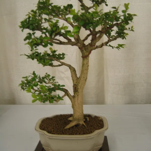 Bonsai Society of San Francisco at the 2006 Flower and Garden Show, Cow Palace