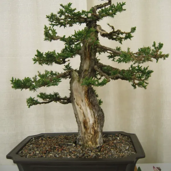 Bonsai Society of San Francisco at the 2006 Flower and Garden Show, Cow Palace