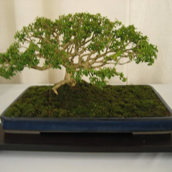 Bonsai Society of San Francisco at the 2006 Flower and Garden Show, Cow Palace
