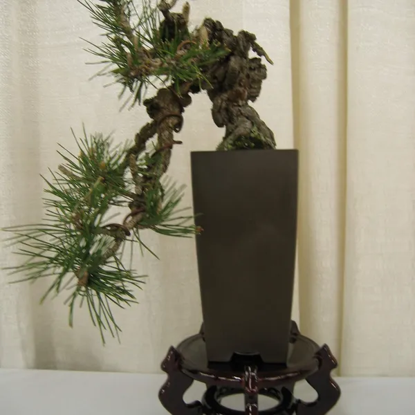 Bonsai Society of San Francisco at the 2006 Flower and Garden Show, Cow Palace