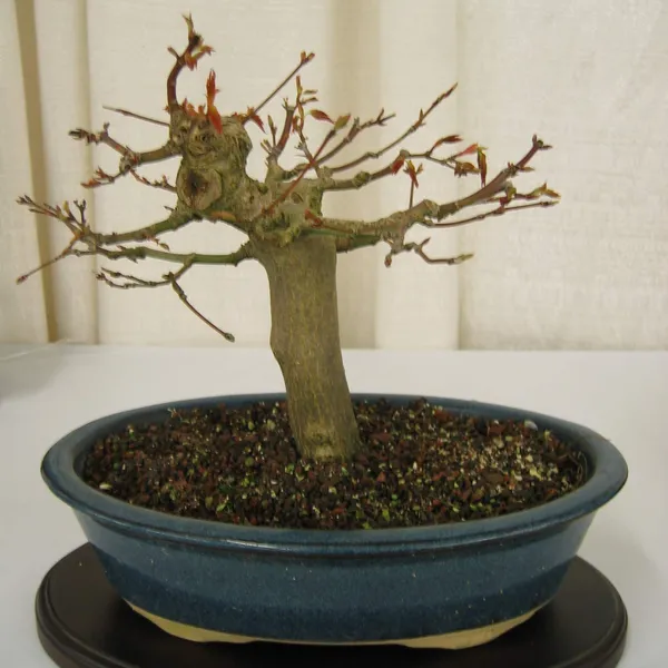 Bonsai Society of San Francisco at the 2006 Flower and Garden Show, Cow Palace