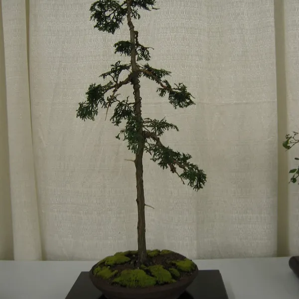 Bonsai Society of San Francisco at the 2006 Flower and Garden Show, Cow Palace