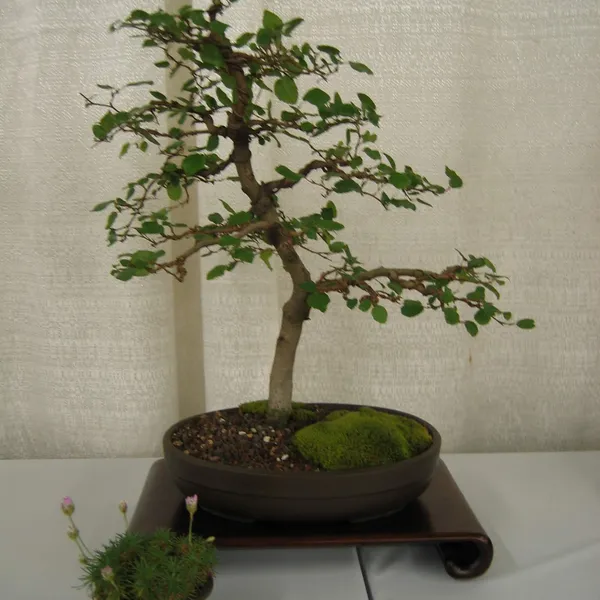 Bonsai Society of San Francisco at the 2006 Flower and Garden Show, Cow Palace