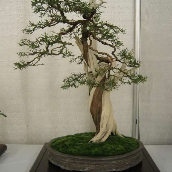 Bonsai Society of San Francisco at the 2006 Flower and Garden Show, Cow Palace