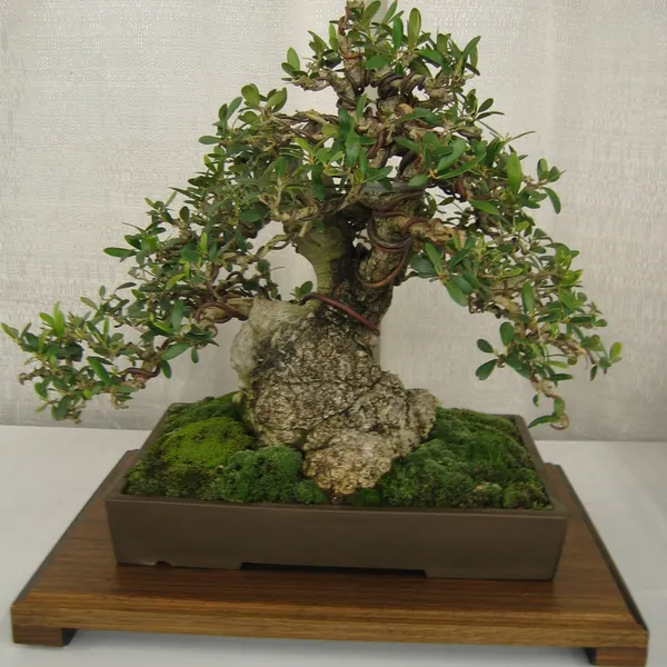 Bonsai Society of San Francisco at the 2006 Flower and Garden Show, Cow Palace