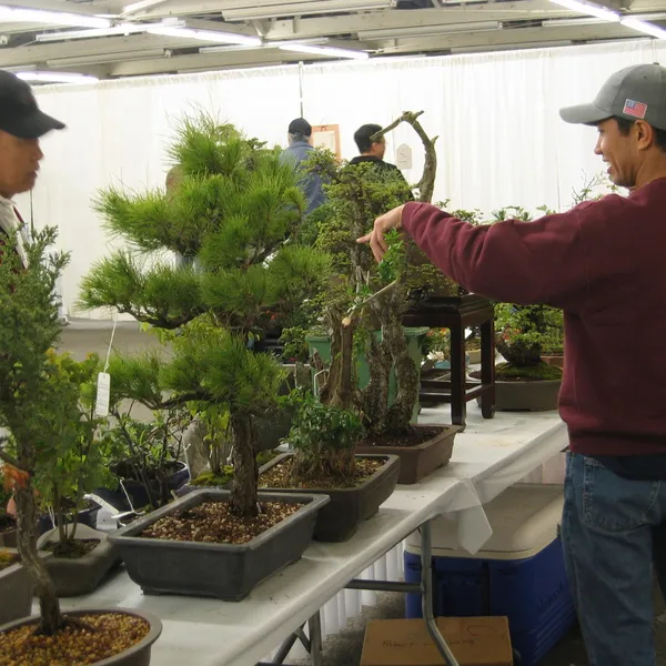 Bonsai Society of San Francisco at the 2006 Flower and Garden Show, Cow Palace