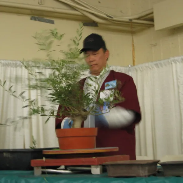 Bonsai Society of San Francisco at the 2006 Flower and Garden Show, Cow Palace