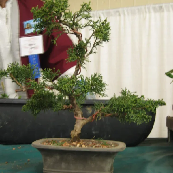 Bonsai Society of San Francisco at the 2006 Flower and Garden Show, Cow Palace