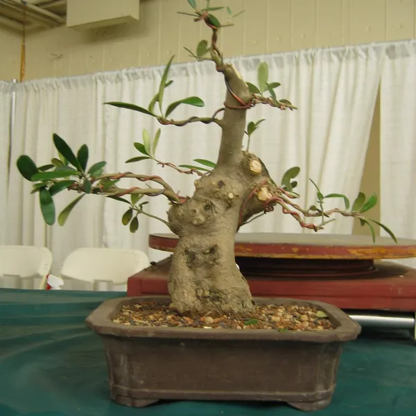 Bonsai Society of San Francisco at the 2006 Flower and Garden Show, Cow Palace