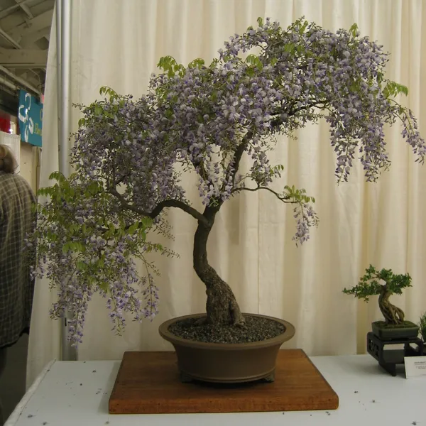 Bonsai Society of San Francisco at the 2006 Flower and Garden Show, Cow Palace
