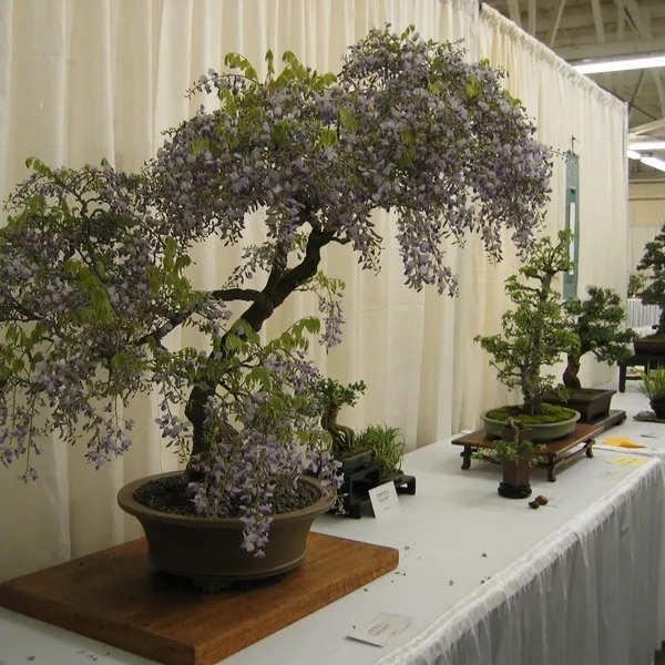 Bonsai Society of San Francisco at the 2006 Flower and Garden Show, Cow Palace