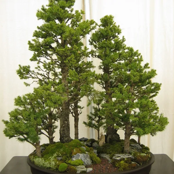 Bonsai Society of San Francisco at the 2006 Flower and Garden Show, Cow Palace