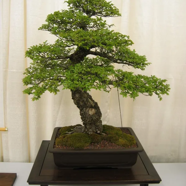Bonsai Society of San Francisco at the 2006 Flower and Garden Show, Cow Palace