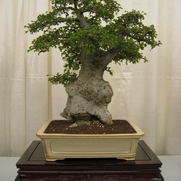 Bonsai Society of San Francisco at the 2006 Flower and Garden Show, Cow Palace