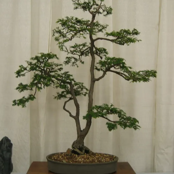 Bonsai Society of San Francisco at the 2006 Flower and Garden Show, Cow Palace