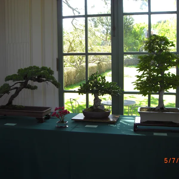 Sei Boku Bonsai Kai bonsai exhibit at Filoli, Mother's Day 2010