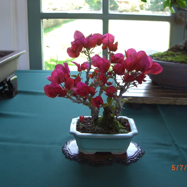 Sei Boku Bonsai Kai bonsai exhibit at Filoli, Mother's Day 2010