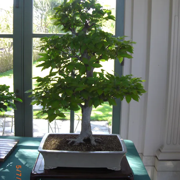Sei Boku Bonsai Kai bonsai exhibit at Filoli, Mother's Day 2010